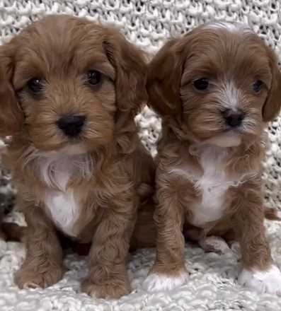 Cavapoo For Sale In Pune