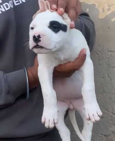 Mr n Mrs Pet