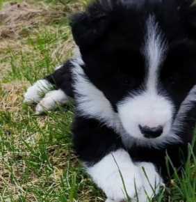 Border Collie For Sale In Ahmedabad