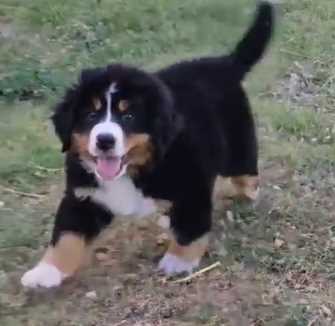 Bernese Mountain Dog For Sale In Delhi