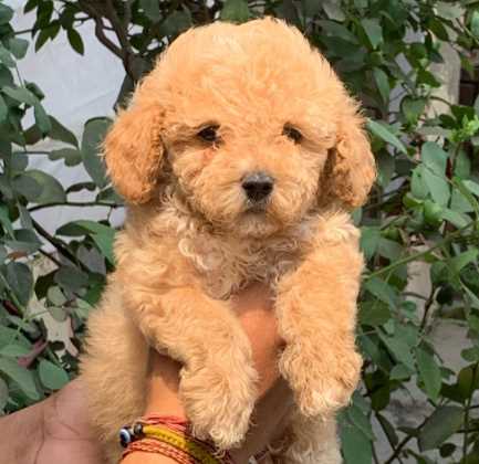 Mr n Mrs Pet