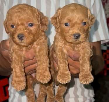 Mr n Mrs Pet