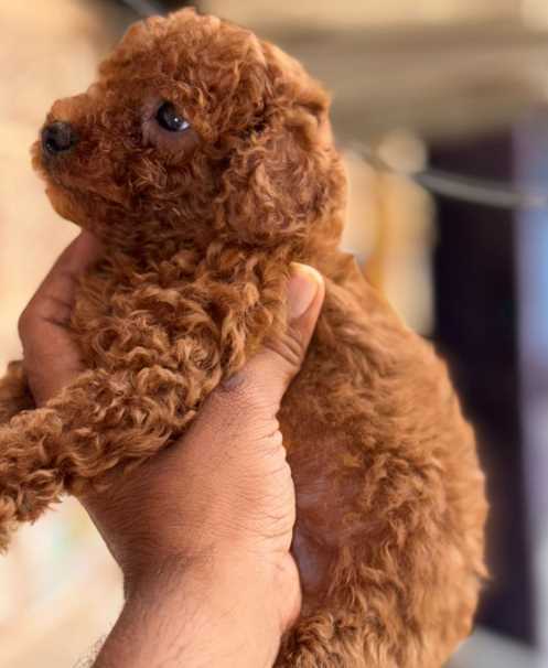 Poodle For Sale In Bhopal