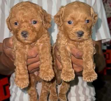 Poodle For Sale In Bhopal