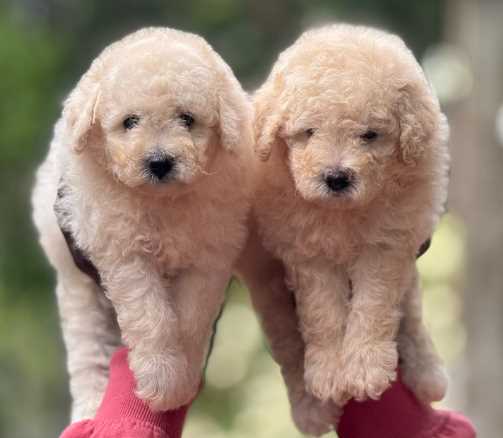 Poodle For Sale In Bhopal