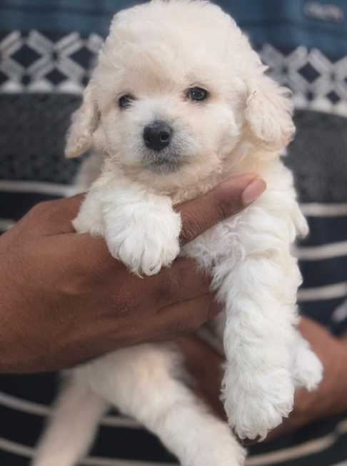 Poodle For Sale In Bhopal