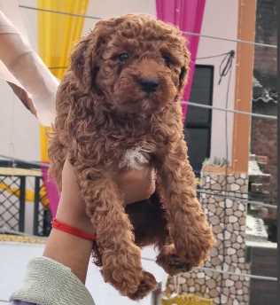 Poodle For Sale In Bhopal