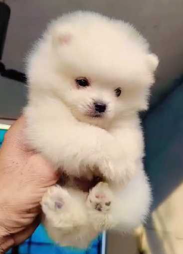 Toy Pomeranian For Sale In Gurgaon