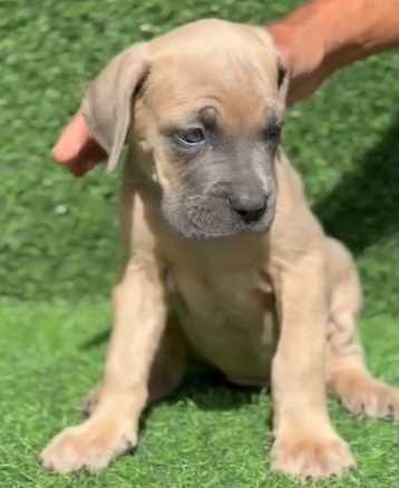 Cane Corso For Sale In Gurgaon