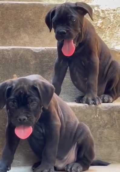 Mr n Mrs Pet