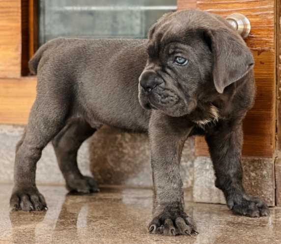 Cane Corso For Sale In Gurgaon