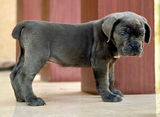 Cane Corso For Sale In Gurgaon