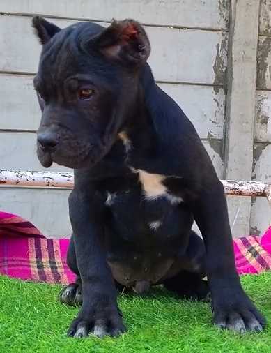 Cane Corso For Sale In Chennai