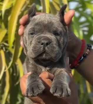 Cane Corso For Sale In Chennai