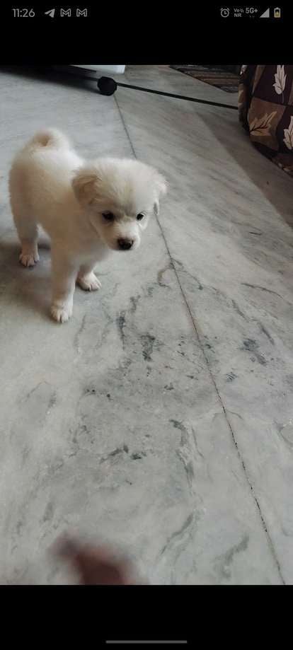 Indian Spitz For Sale In Hyderabad