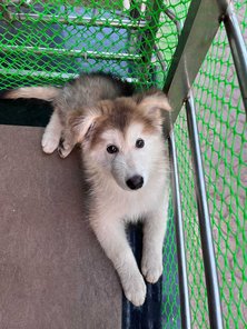 Siberian Husky For Sale In Thane