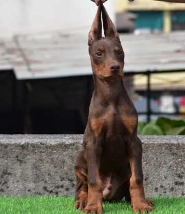 Doberman Pinscher For Sale In Pune