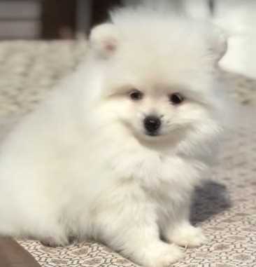 Toy Pom For Sale In Mumbai