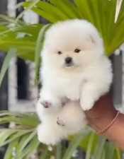 Toy Pom For Sale In Mumbai