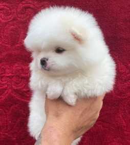 Toy Pom For Sale In Coimbatore