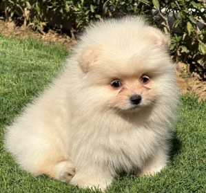 Toy Pom For Sale In Coimbatore