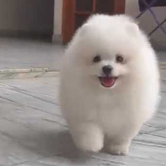 Toy Pom For Sale In Coimbatore