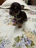 Chihuahua For Sale In Bhubaneswar