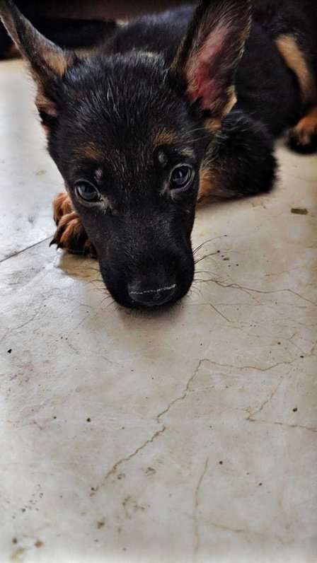 Golden Shepherd For Sale In Delhi
