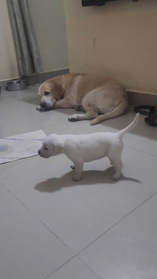 Mr n Mrs Pet