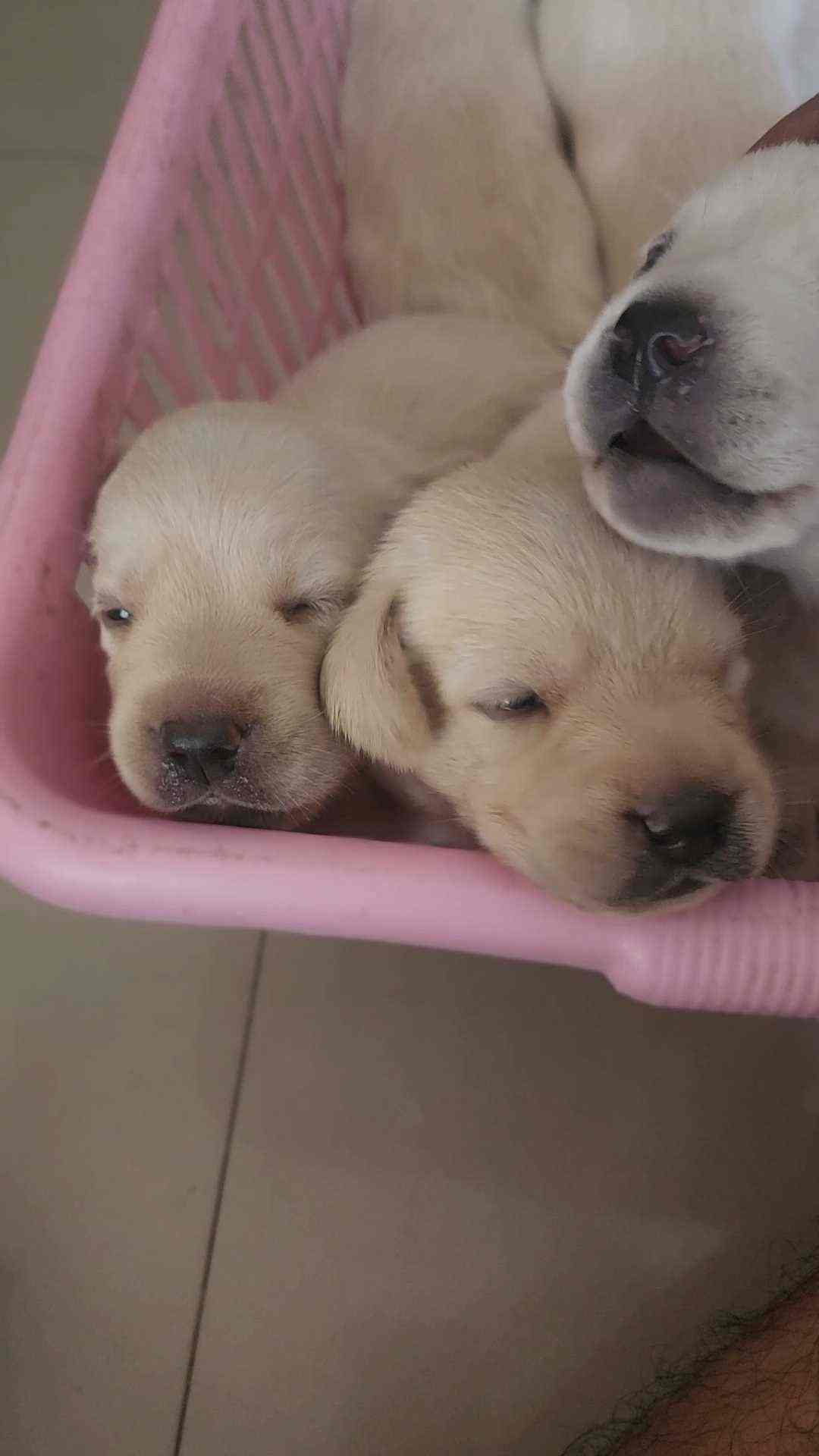 Mr n Mrs Pet