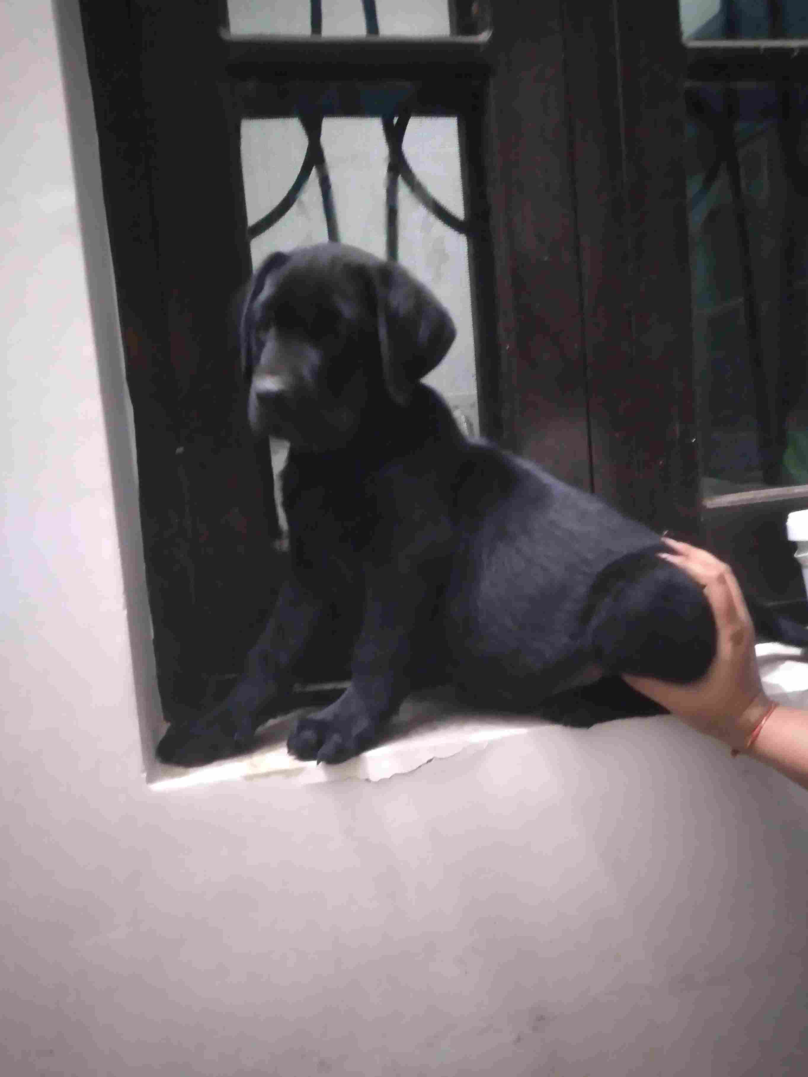 Mr n Mrs Pet