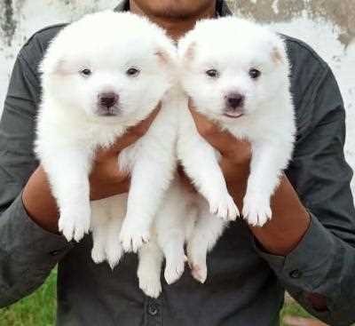 Pomeranian For Sale In Nanded