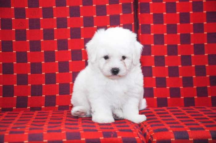 Bichon frise for sale shop cheap
