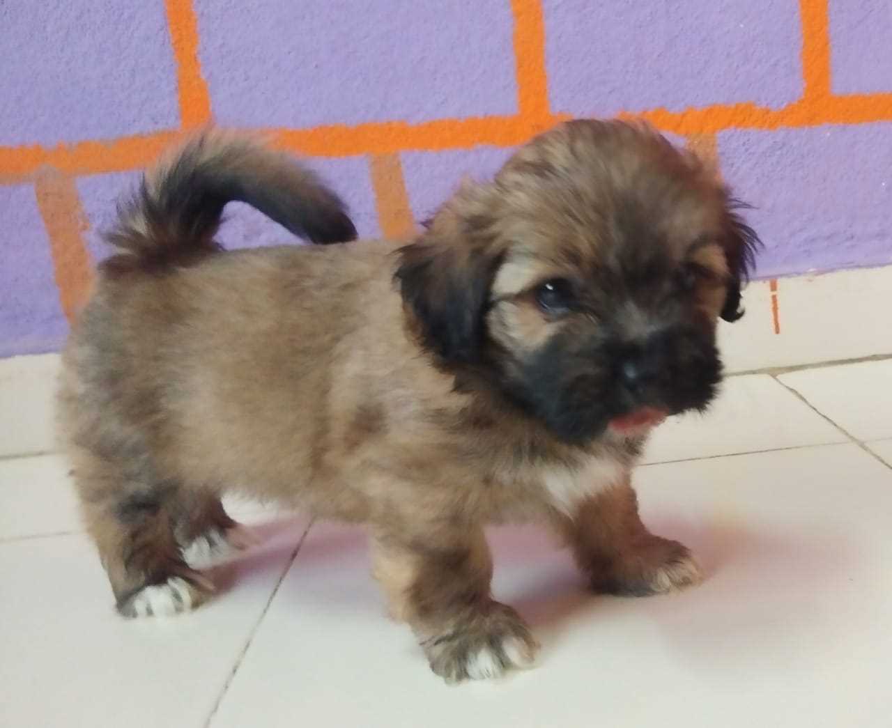 Lhasa Apso For Sale In Guwahati