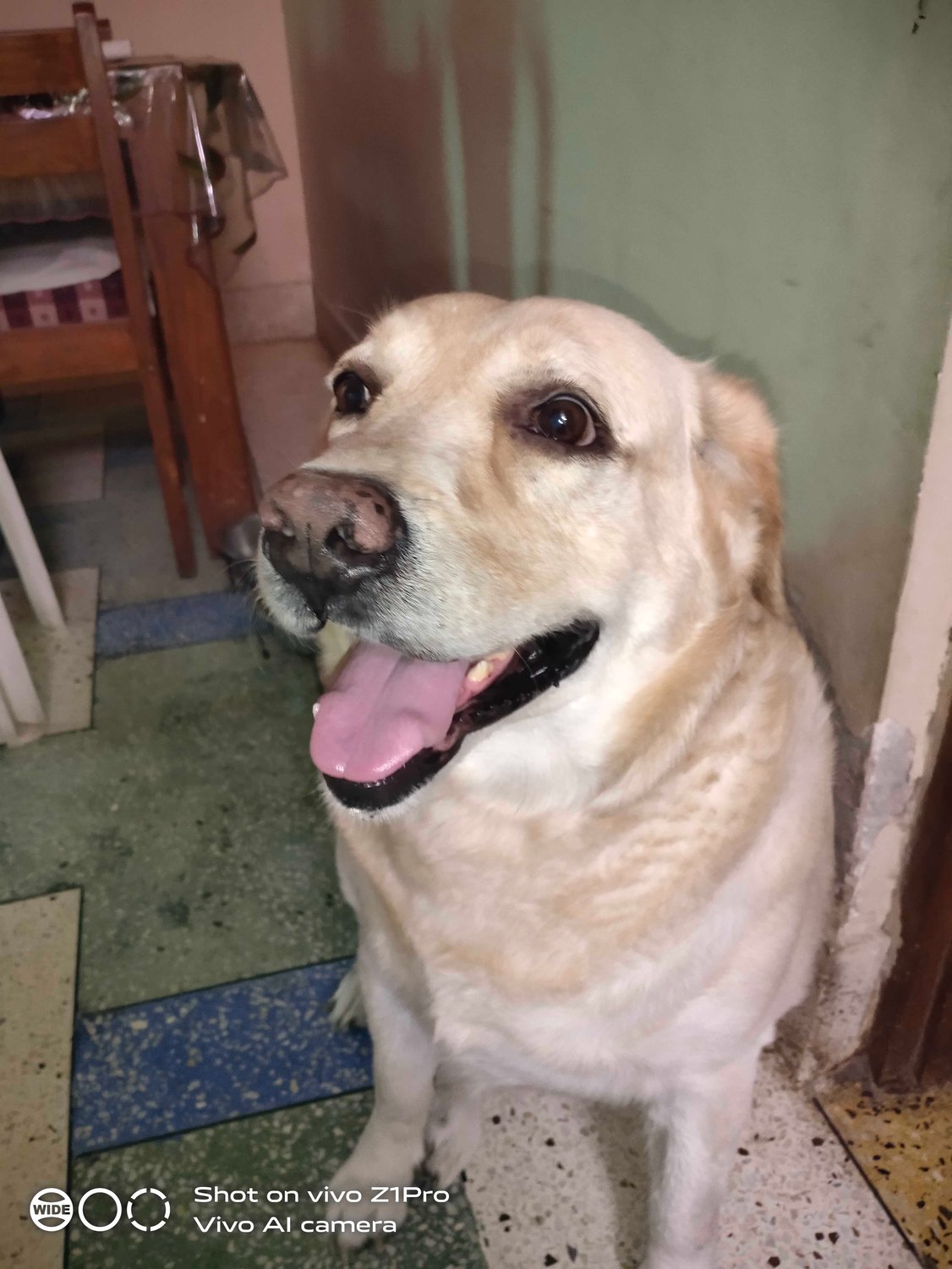 Labrador Retriever Dogs For Mating In Kollam