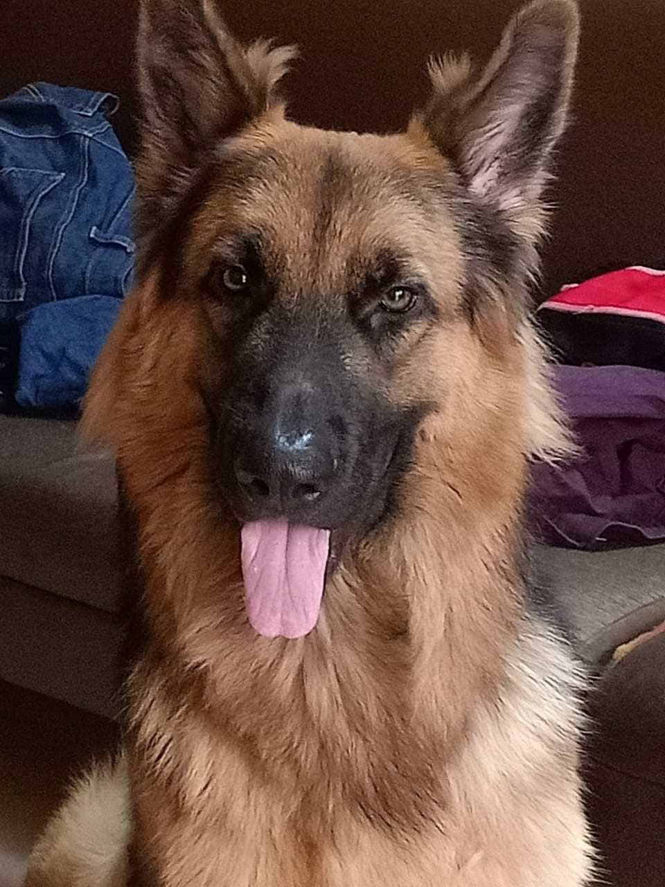 German Shepherd Dogs For  Mating In Sikar