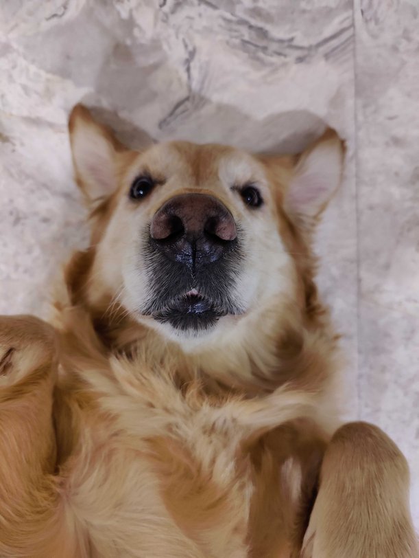 Golden Retriever Dogs For Mating In Munger
