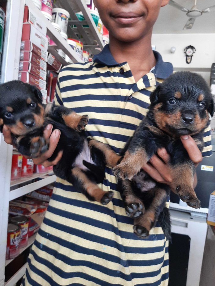 Rottweiler For Sale In Patna