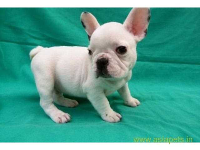 French Bulldog For Sale In Lucknow