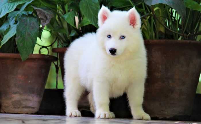 Siberian Husky For Sale In Bhubaneswar