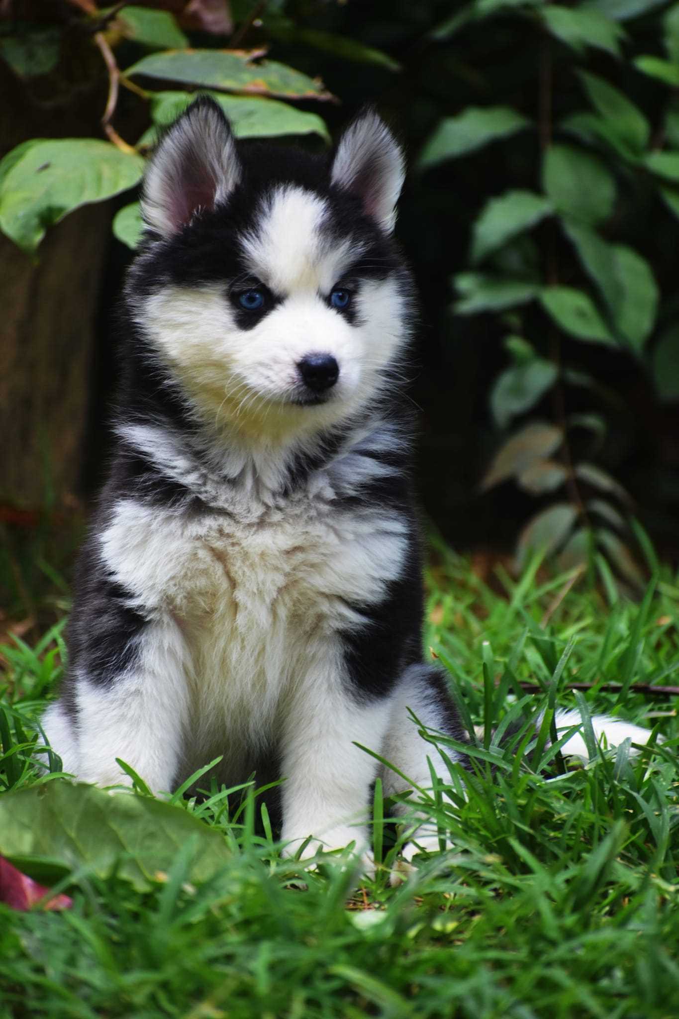 Siberian Husky For Sale In Bhubaneswar