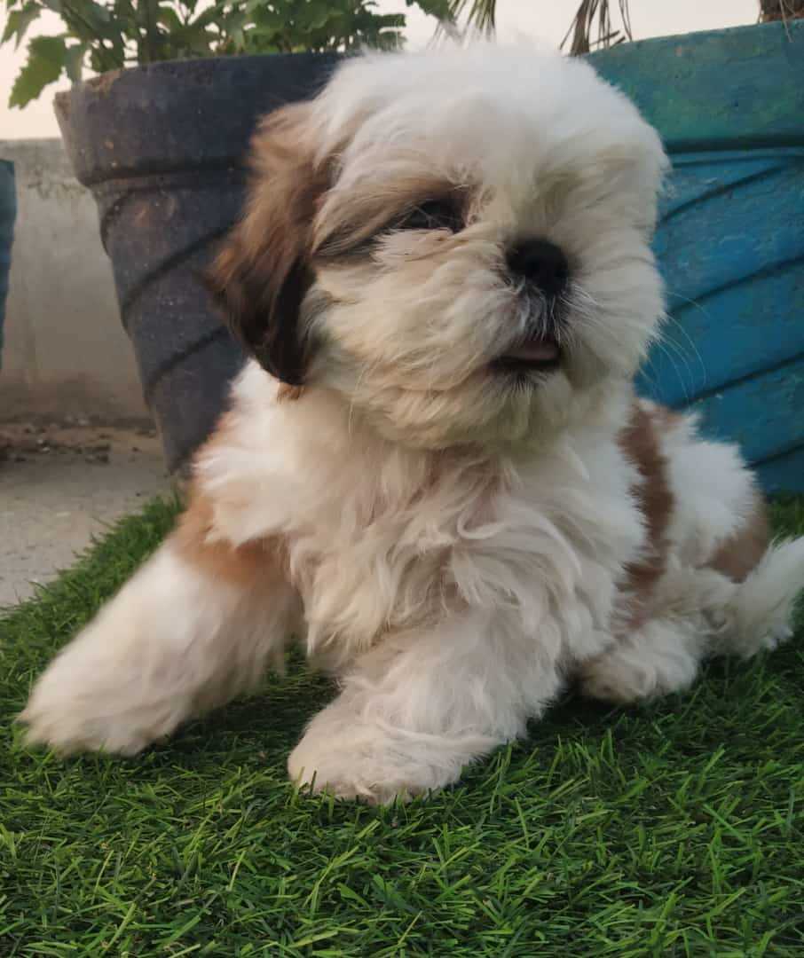 Shih Tzu For Sale In Mumbai