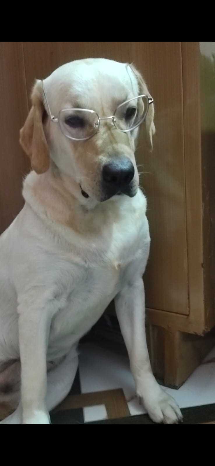 Labrador Retriever Dogs For Mating In Bhilai Nagar