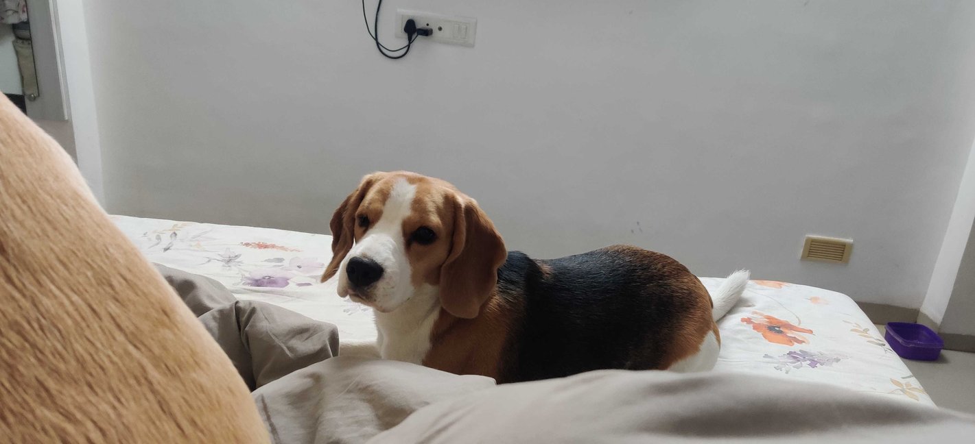 Beagle Dogs For Mating In Delhi
