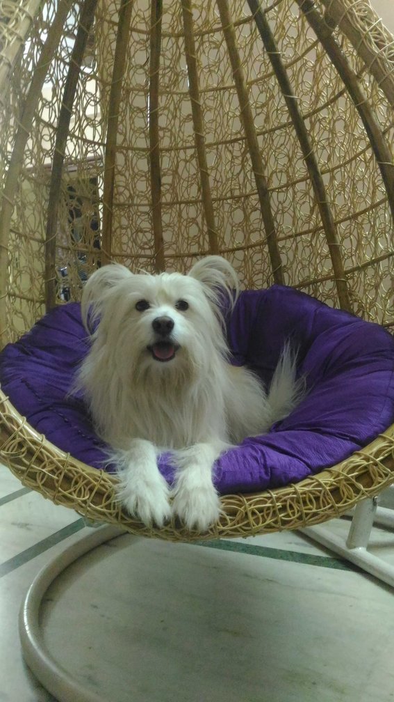 Pomeranian Dogs For Mating In Sambalpur