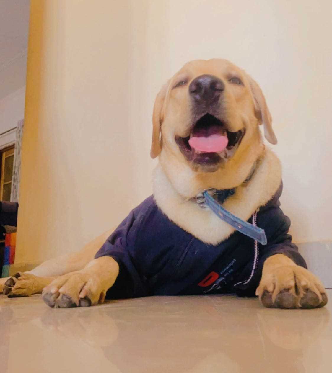 Labrador Retriever Dogs For Mating In Kollam