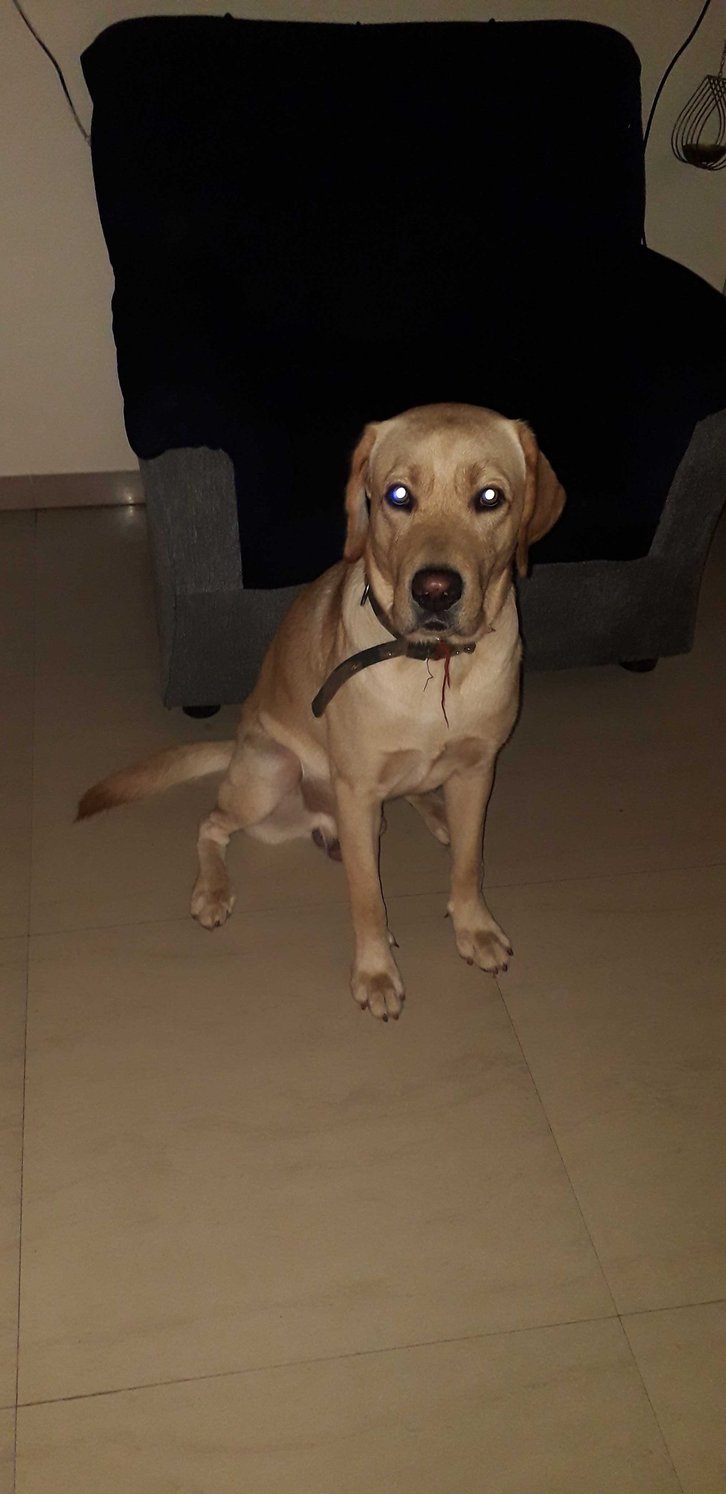 Labrador Retriever Dogs For Mating In Bangalore