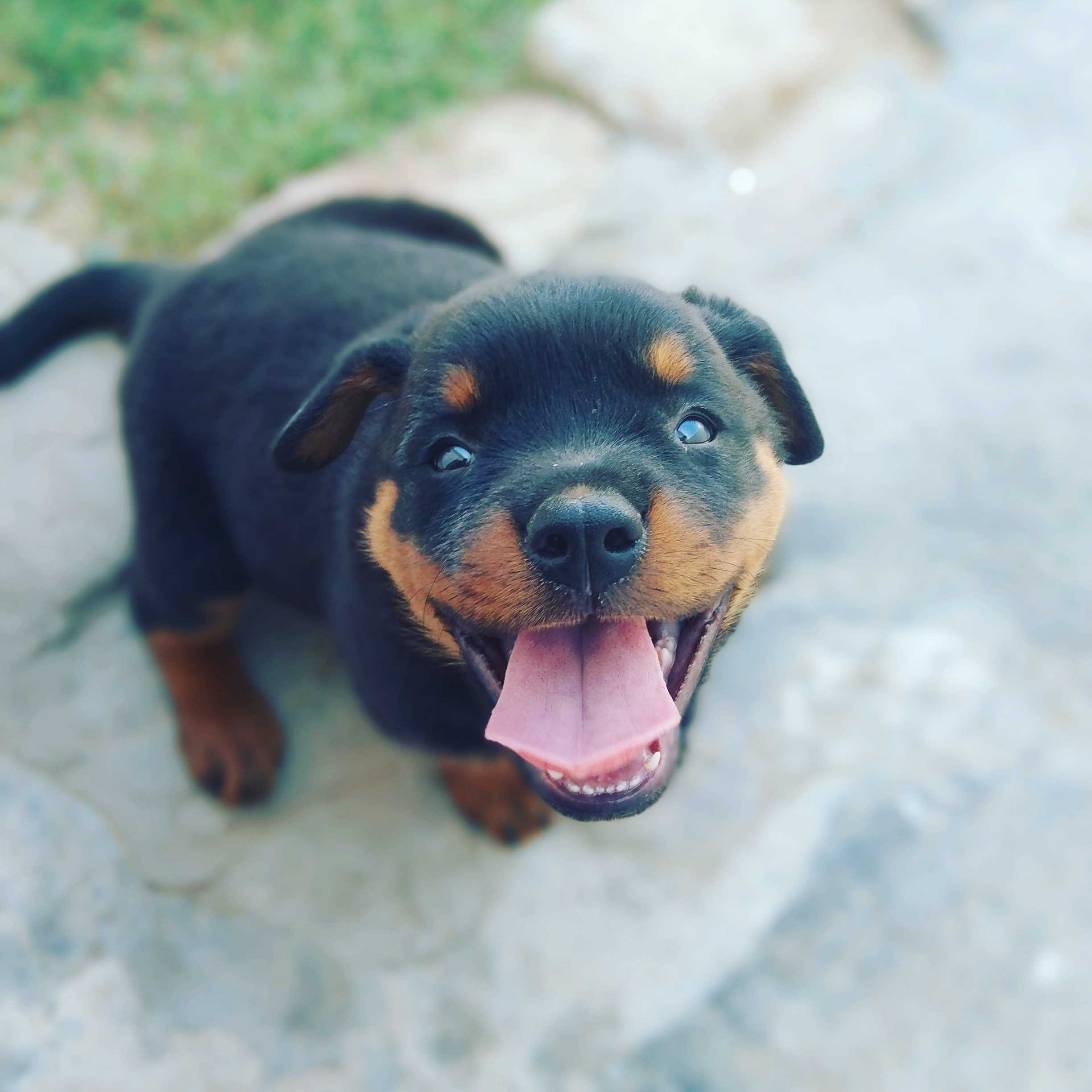 Roadwheel sales dog price