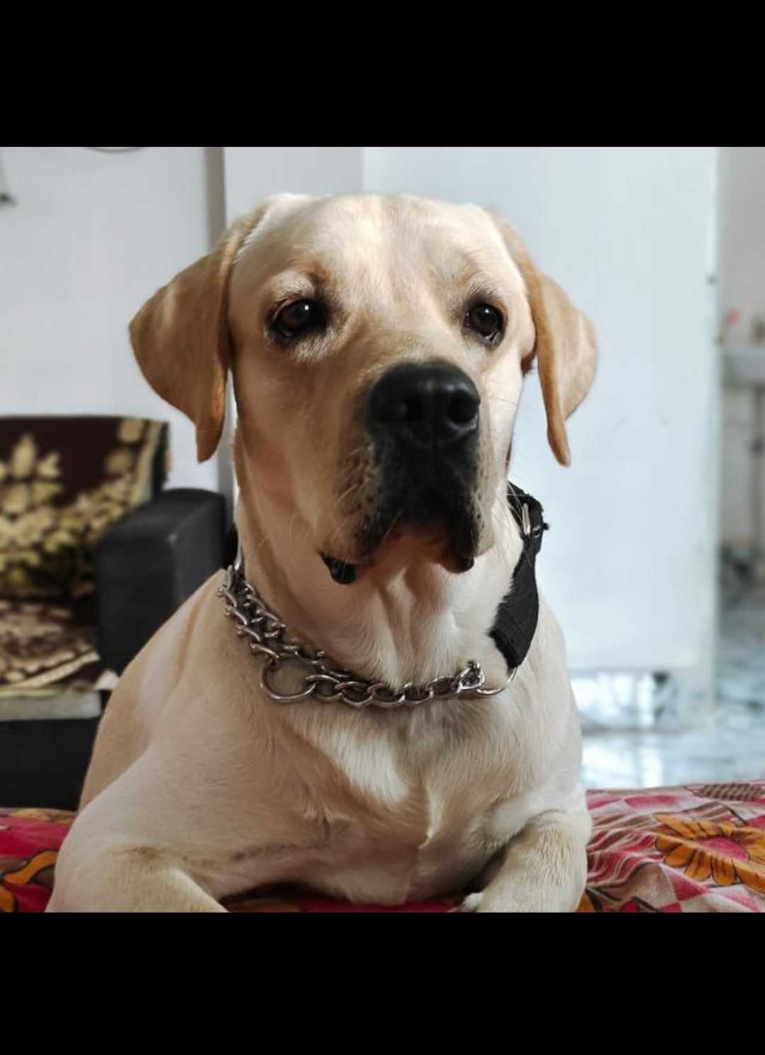 Labrador Retriever Dogs For Mating In Guwahati