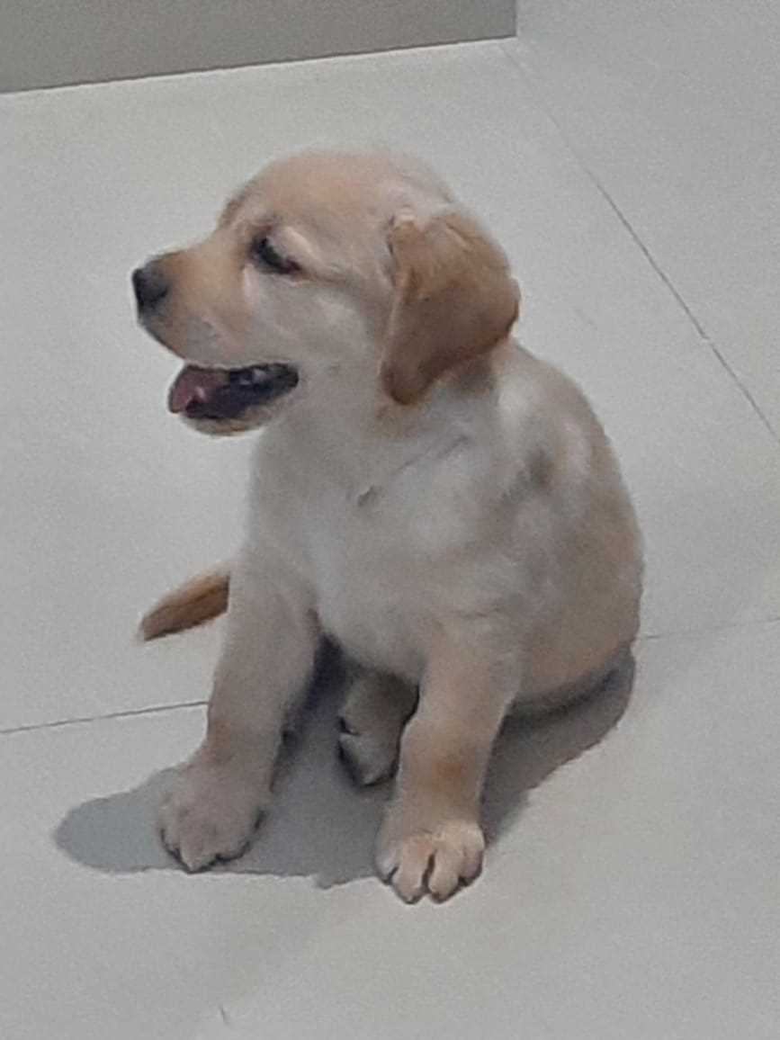 Labrador Retriever For Sale In Namakkal